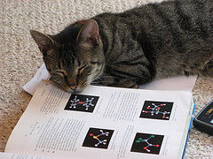 science-cat