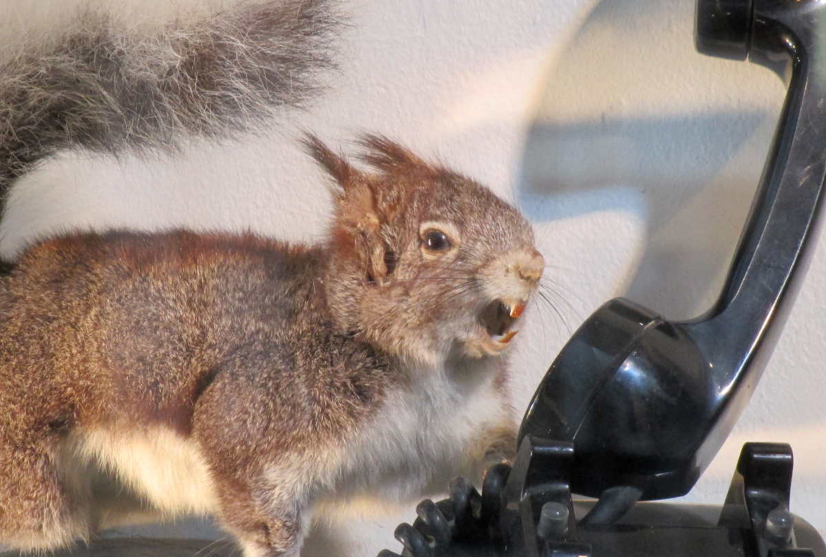 Un écureuil au téléphone.