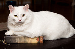 cat-book