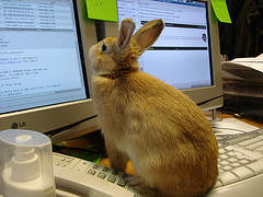 computer rabbit