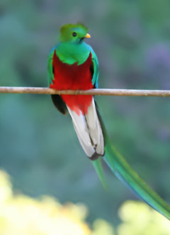 quetzal.jpg