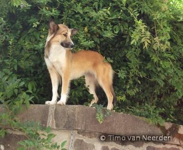 photo chien avec watermark/filigrane